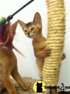 abyssinian kitten posted by Lane