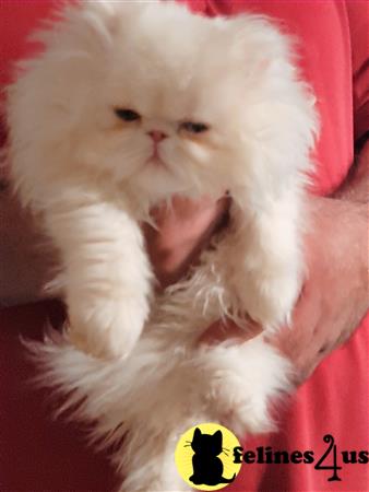 Persian kitten for sale