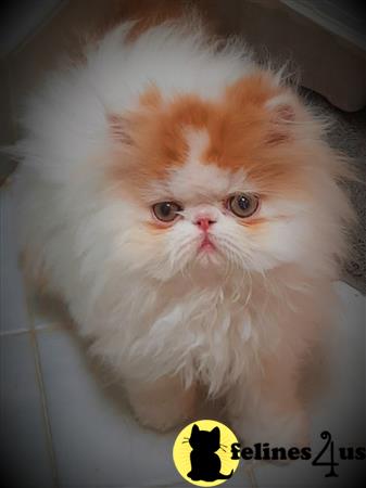 Persian kitten for sale