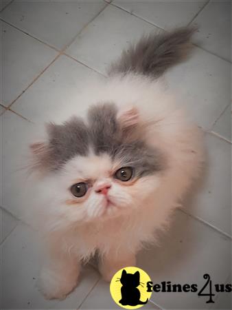 Persian kitten for sale