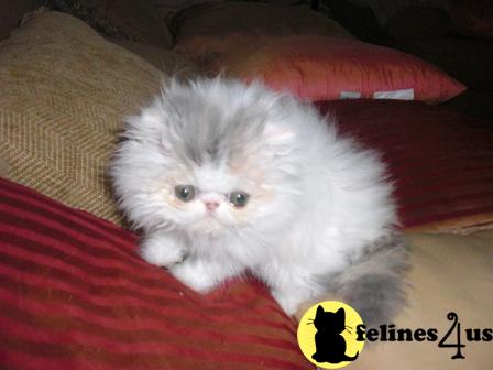 Persian kitten for sale