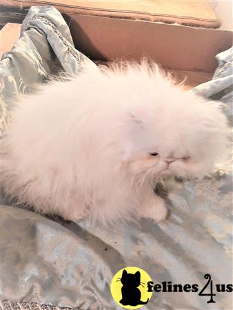 Persian kitten for sale