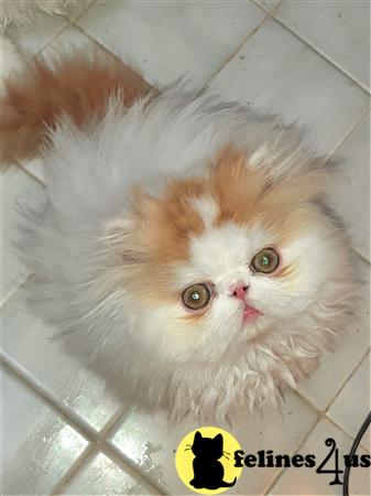 Persian kitten for sale