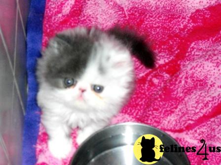 Persian kitten for sale