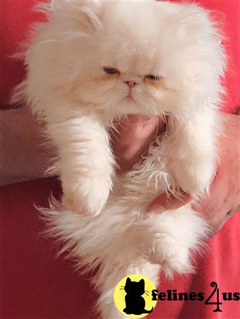 Persian kitten for sale