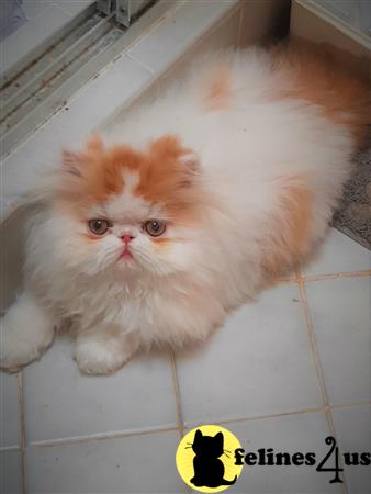 Persian kitten for sale