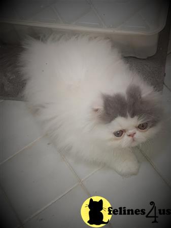 Persian kitten for sale