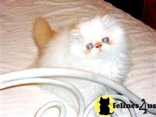 himalayan kitten posted by Blue Magnolia