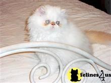 himalayan cat posted by Blue Magnolia