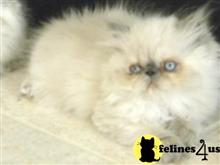 himalayan kitten posted by Blue Magnolia