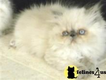 himalayan cat posted by Blue Magnolia