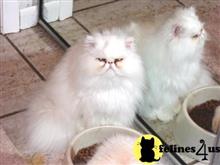 persian cat posted by Blue Magnolia