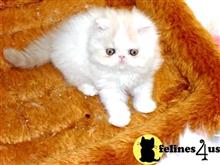 persian kitten posted by Blue Magnolia