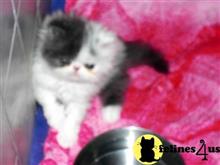 persian kitten posted by Blue Magnolia