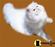 persian cat posted by Blue Magnolia