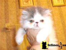 persian kitten posted by Blue Magnolia