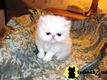 persian kitten posted by Blue Magnolia