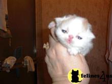 persian kitten posted by Blue Magnolia