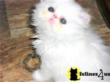 persian kitten posted by Blue Magnolia