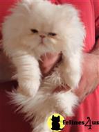 persian kitten posted by Blue Magnolia