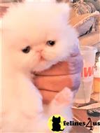 persian kitten posted by Blue Magnolia
