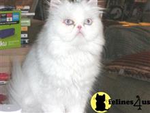persian kitten posted by Blue Magnolia