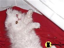 persian kitten posted by Blue Magnolia
