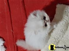 persian kitten posted by Blue Magnolia