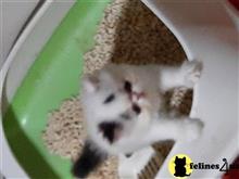 persian kitten posted by Blue Magnolia