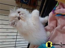 persian kitten posted by Blue Magnolia