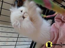 persian kitten posted by Blue Magnolia