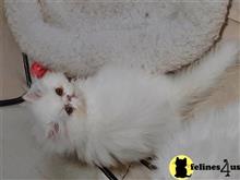 persian kitten posted by Blue Magnolia