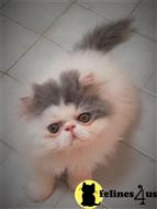 persian kitten posted by Blue Magnolia