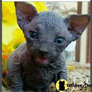 sphynx kitten posted by barebottomsphynx