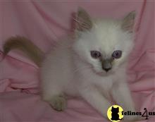 balinese kitten posted by balis