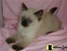 balinese kitten posted by balis