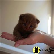 british shorthair kitten posted by Britz