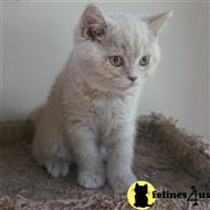 british shorthair kitten posted by Britz