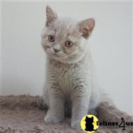 british shorthair kitten posted by Britz