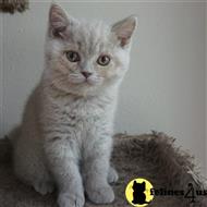 british shorthair kitten posted by Britz