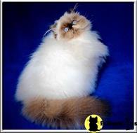 himalayan cat posted by swangirla20062