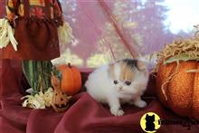 persian kitten posted by pranch