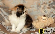 persian kitten posted by pranch