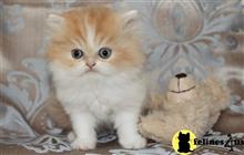 persian kitten posted by pranch