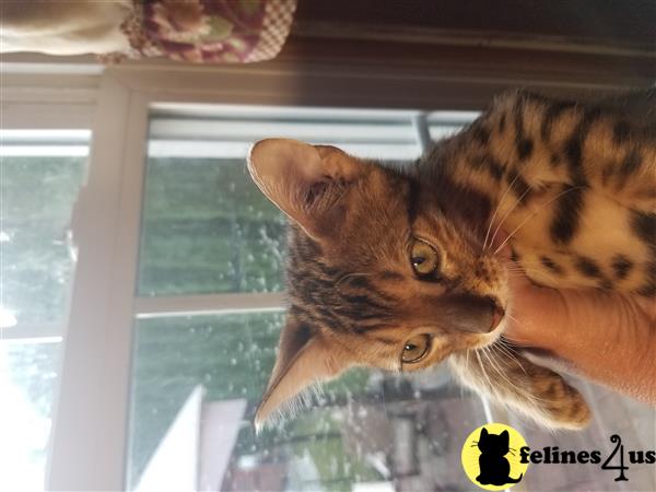 Bengal kitten for sale