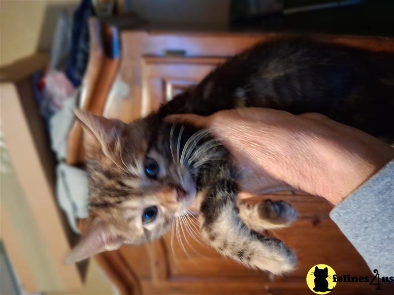 a bengal cat lying on a persons lap