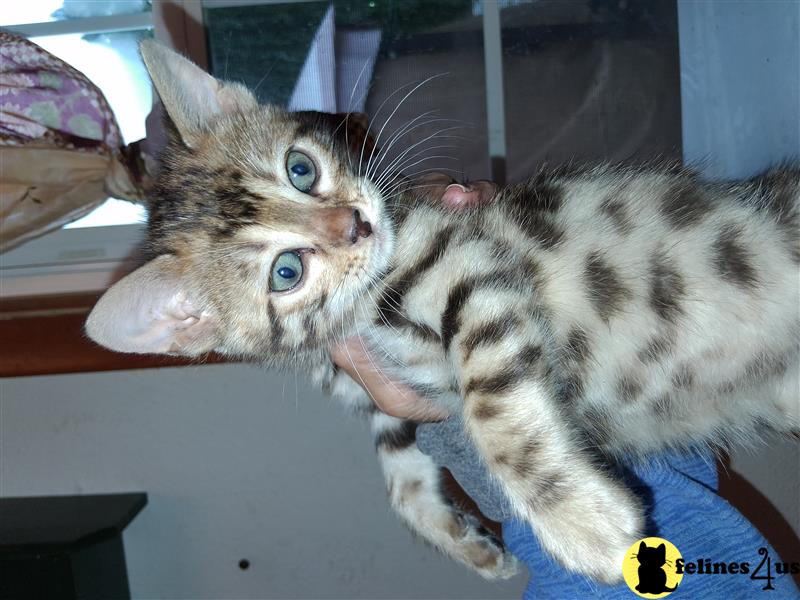 a bengal cat with its paw on another bengal cats head