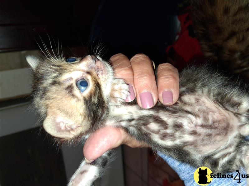 a person holding a small animal