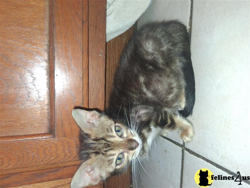 a person holding a bengal kitten