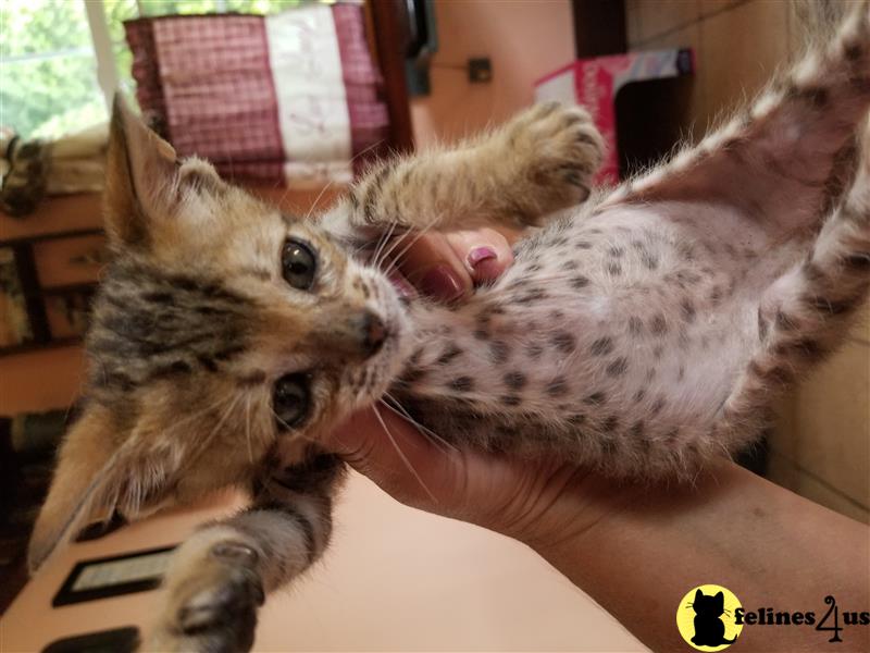 a person holding a bengal cat